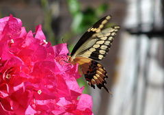 Heraclides cresphontes