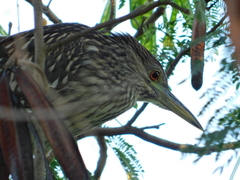 Nycticorax nycticorax