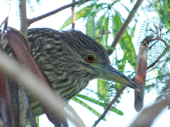 Nycticorax nycticorax