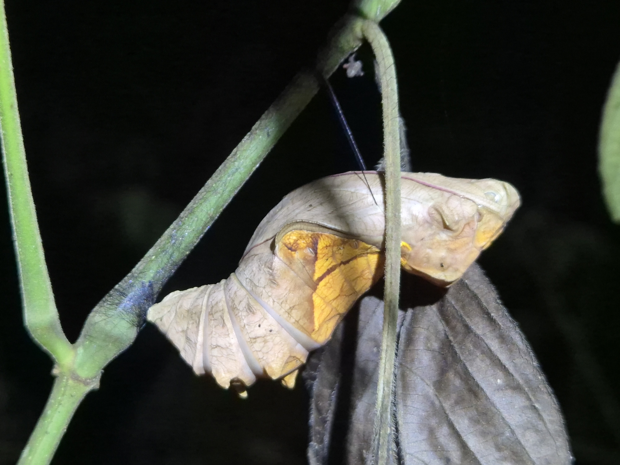 Sahyadri Birdwing