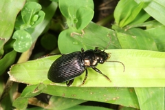 Notiobia
