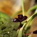 Black Orchid - Photo (c) Steven Kurniawidjaja, some rights reserved (CC BY-NC), uploaded by Steven Kurniawidjaja