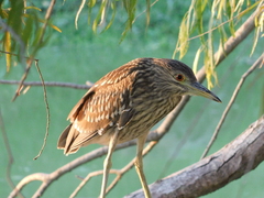 Nycticorax nycticorax