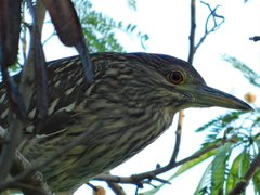 Nycticorax nycticorax