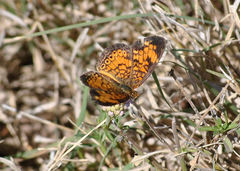 Phyciodes tharos