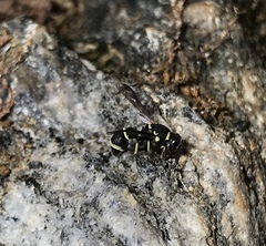 Leptochilus