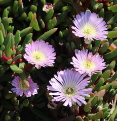 Disphyma australe australe