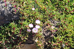 Disphyma australe australe