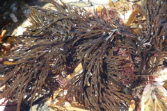 Xiphophora chondrophylla