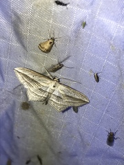 Arcobara multilineata