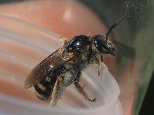 Lasioglossum discum