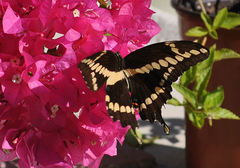 Heraclides cresphontes