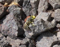 Megachiloides