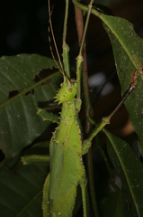 Heteropteryx dilatata