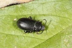Anaedus punctatissimus