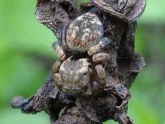 Carrhotus coronatus