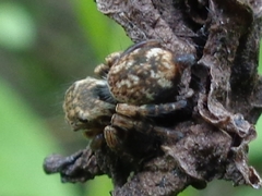 Carrhotus coronatus