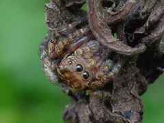 Carrhotus coronatus