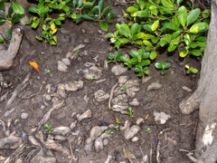 Camptostemon philippinense