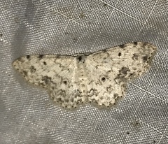 Scopula plantagenaria