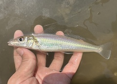 Silver Sillago photo 2