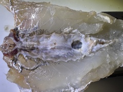 Silver Sillago photo 3