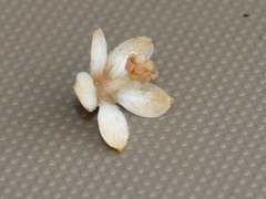 Camptostemon philippinense