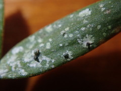 Calopadia subcoerulescens