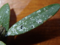 Calopadia subcoerulescens