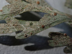 Byssoloma subundulatum
