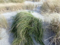 Poa chathamica