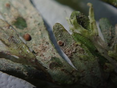 Byssoloma subundulatum