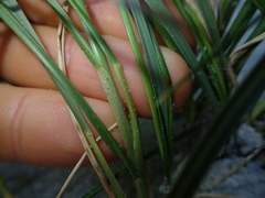 Poa chathamica