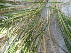 Poa chathamica