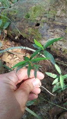 Thyrsanthella difformis