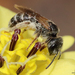 Ligated Furrow Bee - Photo (c) Lisa Couper, some rights reserved (CC BY-NC-ND), uploaded by Lisa Couper