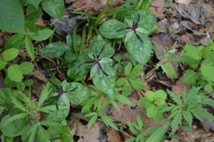 Trillium stamineum