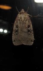 Xestia normanianus