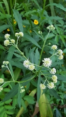 Verbesina walteri