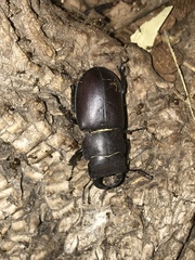 Lucanus mazama
