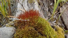 Ceratodon