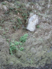 Erythranthe cardinalis