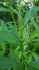 Verbesina walteri