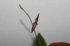 Pleurothallis stricta