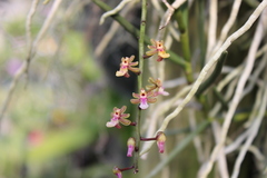 Cleisostoma simondii