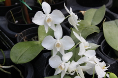 Phalaenopsis amabilis