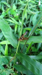 Megacampsomeris prismatica