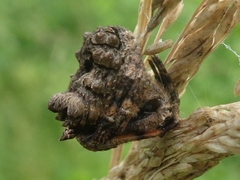 Poltys illepidus