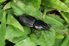 Pasimachus intermedius