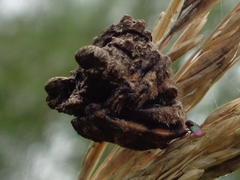 Poltys illepidus
